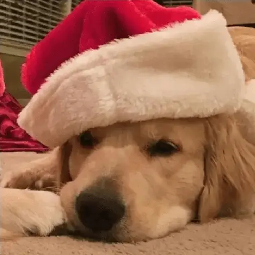 Christmas/Navidad/Diciembre🎅