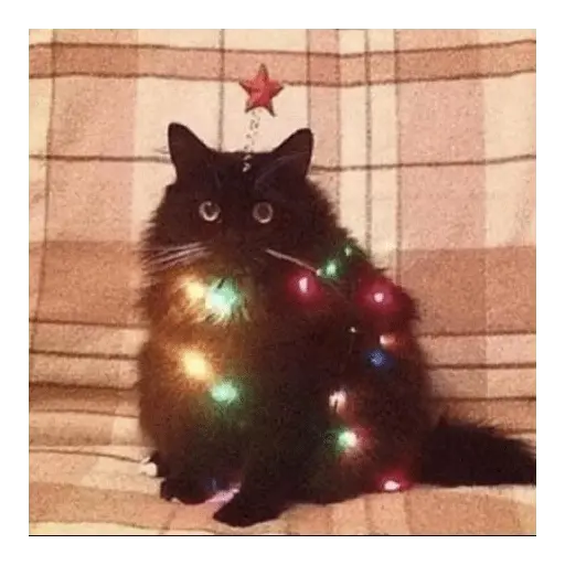 Christmas/Navidad/Diciembre🎅