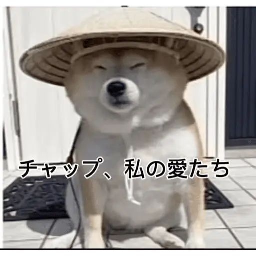 Gato Calajo - Meme chino 🧧👲🐱