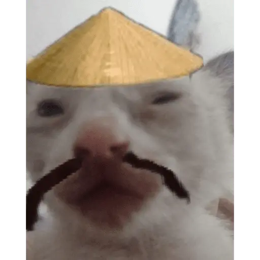 Gato Calajo - Meme chino 🧧👲🐱