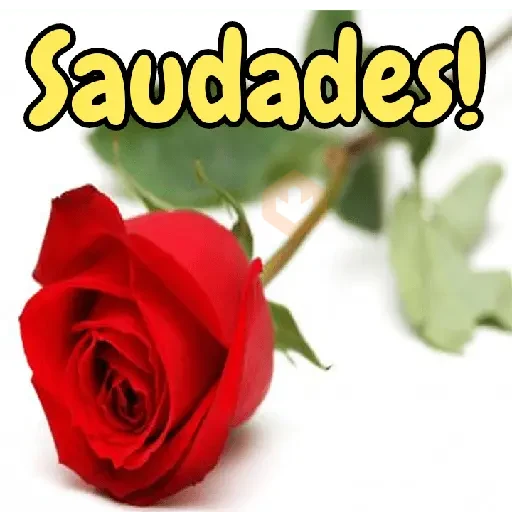 Rosas 🌺⚘🌷 sticker 26