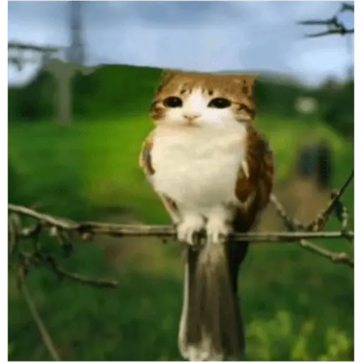 Papoi