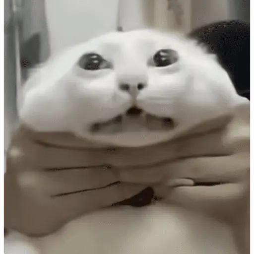 Papoi