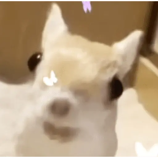 Papoi