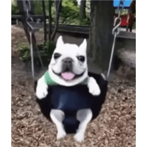 Papoi
