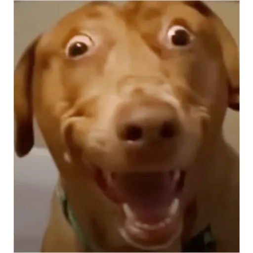 Papoi