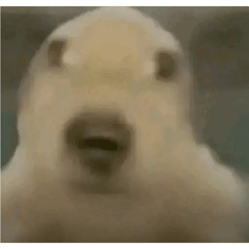Papoi