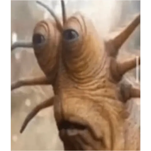 Papoi