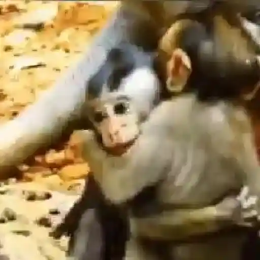 Abrazos