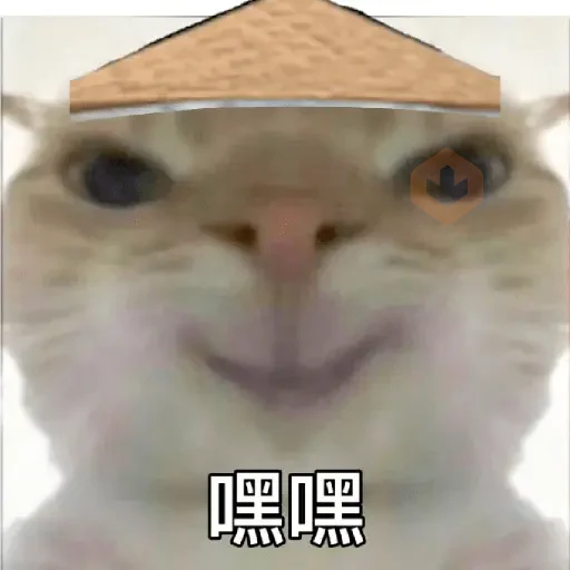 Calajo meme gato ฅ😼ฅ sticker 19