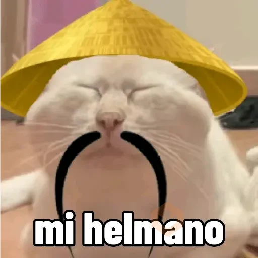 Calajo meme gato ฅ😼ฅ sticker 18