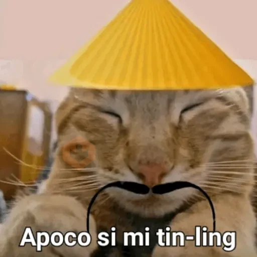 Calajo meme gato ฅ😼ฅ sticker 16