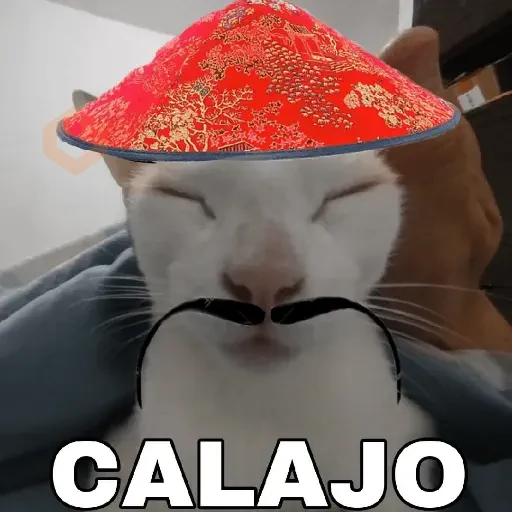 Calajo meme gato ฅ😼ฅ sticker 17