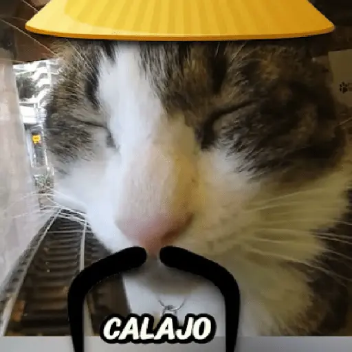 Calajo🎎