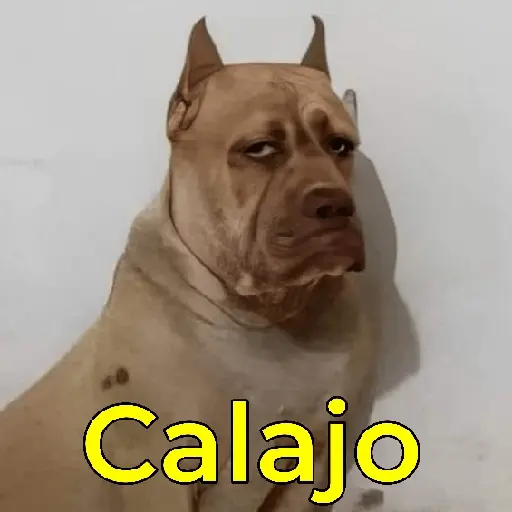 Calajo 🤣💥