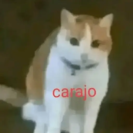 Calajo 😎