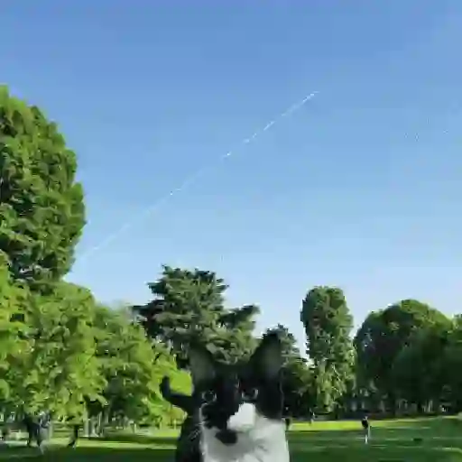Gato alien 😎
