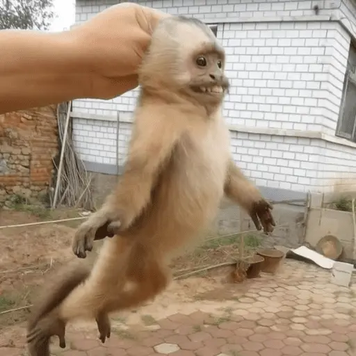 Jocsan Aboytes