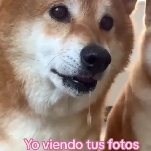 abrazos 2024