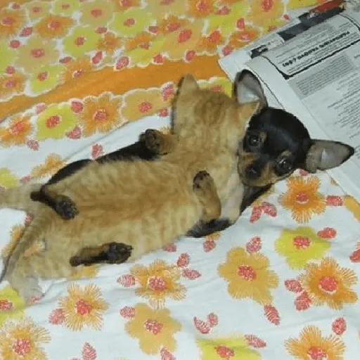 Abrazos  