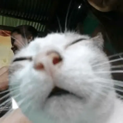 Calajo