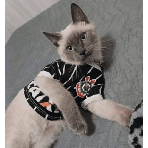 CORINTHIANS CAMPEÃO 2025 preview
