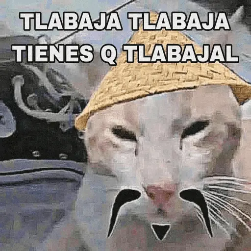 Calajo Gato 🐉