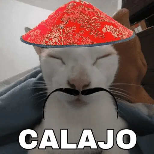 Calajo Gato 🐉