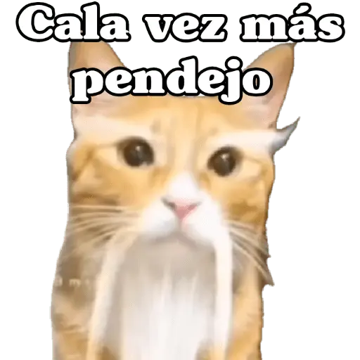Calajo 😑‼️
