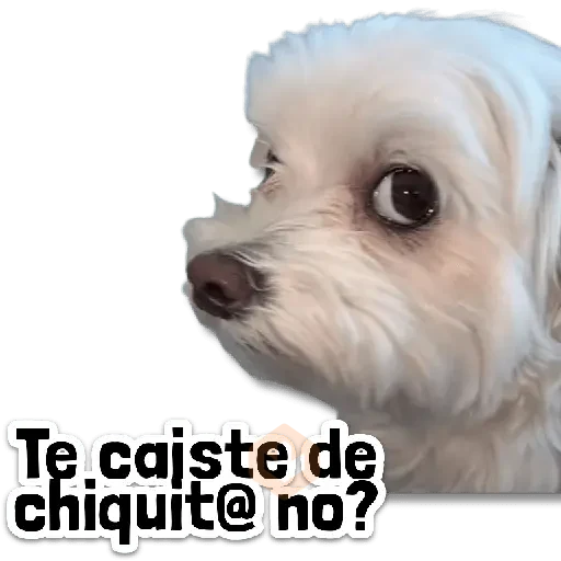 🌊 COMBO de Stickers #➊➎ sticker 14