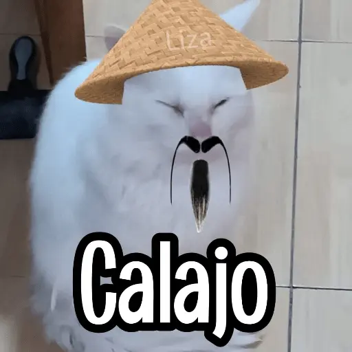 Calajo|Gato Chino 🐱🙏