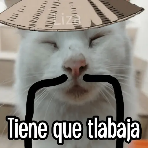 Calajo|Gato Chino 🐱🙏
