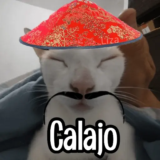 Calajo|Gato Chino 🐱🙏