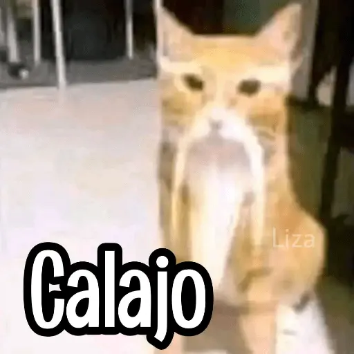 Calajo|Gato Chino 🐱🙏