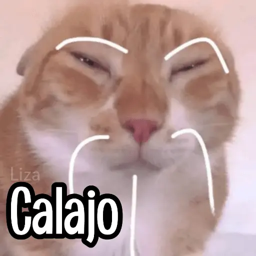 Calajo|Gato Chino 🐱🙏