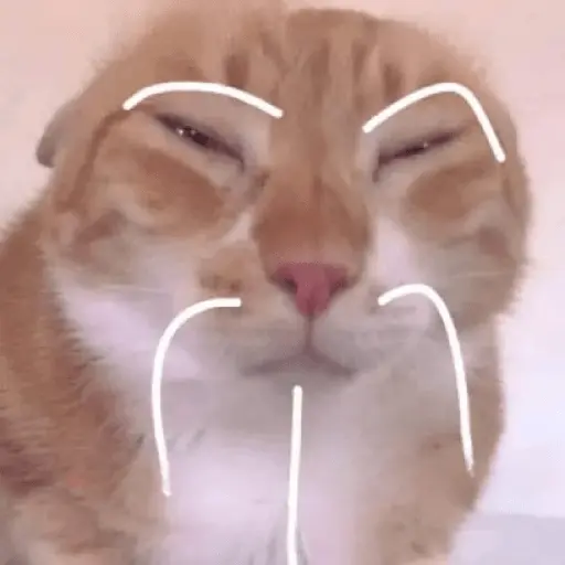 Calajo|Gato Chino 🐱🙏