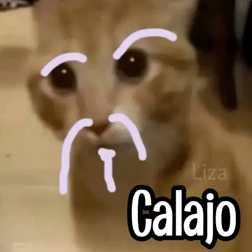 Calajo|Gato Chino 🐱🙏