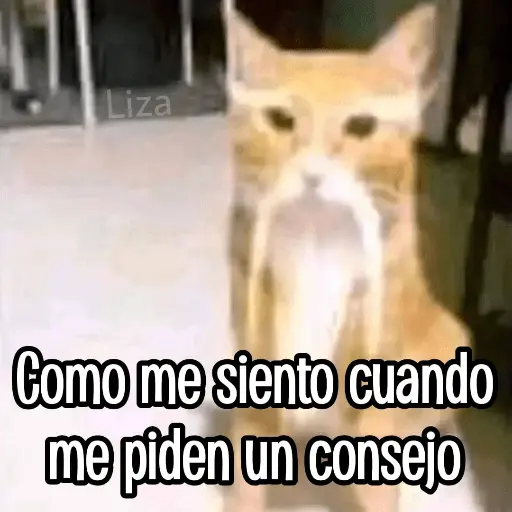 Calajo|Gato Chino 🐱🙏