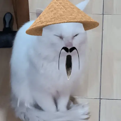 Calajo|Gato Chino 🐱🙏