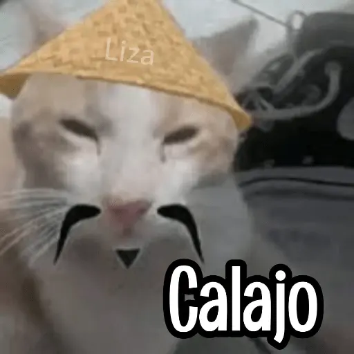 Calajo|Gato Chino 🐱🙏