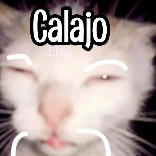 Calajo|Gato Chino 🐱🙏