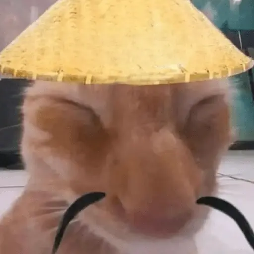 Calajo|Gato Chino 🐱🙏