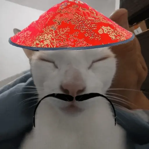 Calajo|Gato Chino 🐱🙏