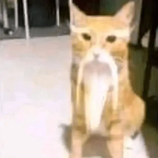 Calajo|Gato Chino 🐱🙏