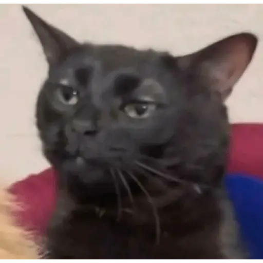 reaction meme tiktok trend📸