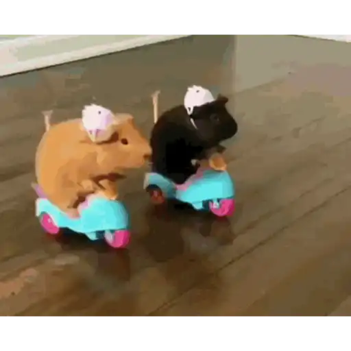 Hamster en moto 🐹🛵