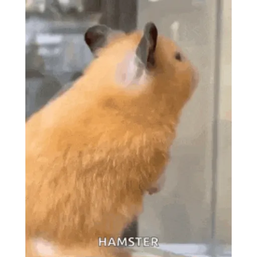 Hamster en moto 🐹🛵