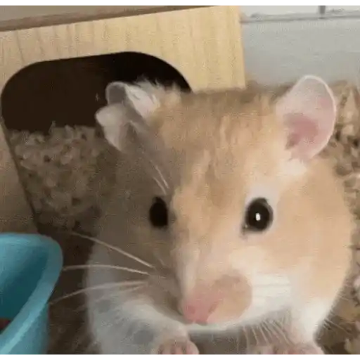 Hamster en moto 🐹🛵