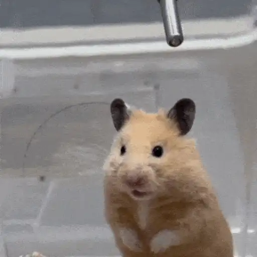 Hamster en moto 🐹🛵