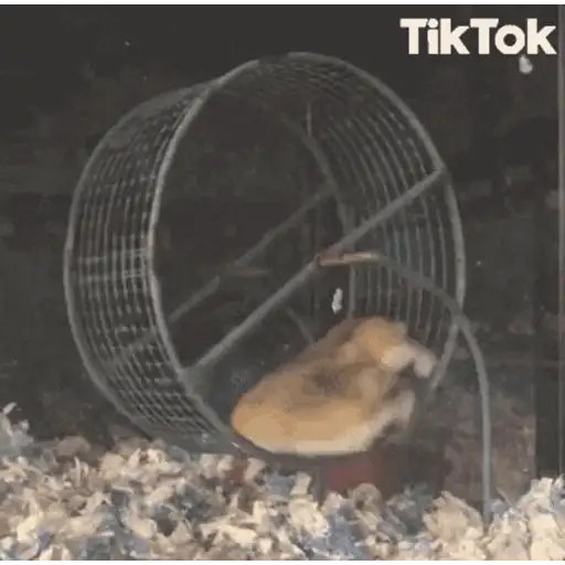 Hamster en moto 🐹🛵